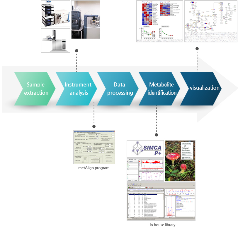 Sample extraction-Instrument analysis-Data processing-Metabolite identification-visualization